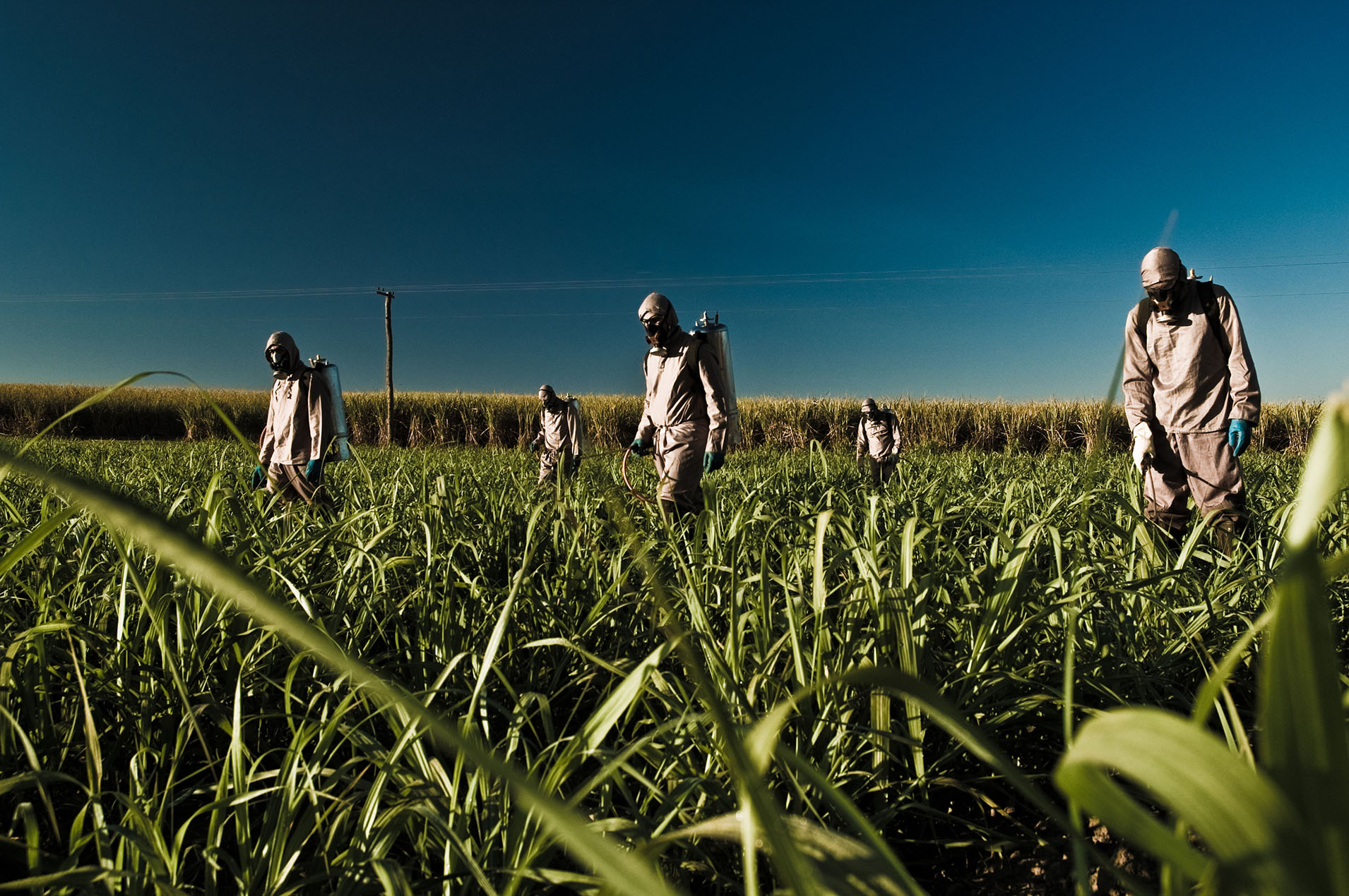 Worker in the Sugar Cane Field